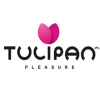 Tulipan